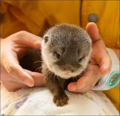 A qui appartient cette frimousse ?