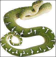 Au football, qui est surnommé "Le Snake" ?