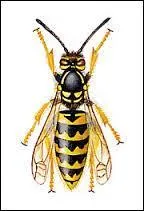 Quelle athl&egrave;te f&eacute;minine avait pour surnom "La Gu&ecirc;pe" ?