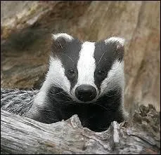 Quel cycliste avait pour surnom "Le Blaireau" ?
