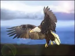 Qui est "L'Aigle des A&ccedil;ores" ?