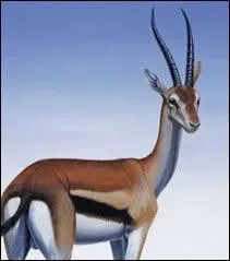 Quelle athl&egrave;te avait pour surnom "La Gazelle" ?