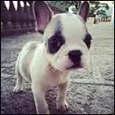 Comment s'appelle le petit chien ?