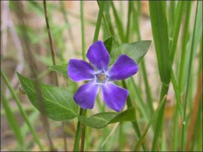Où peut-on trouver la pervenche ?