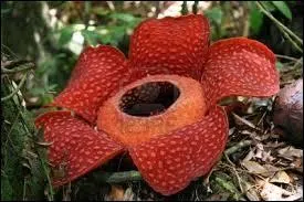 Quelle est la plus grande fleur au monde ?