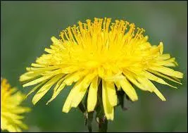 Quelle est la deuxième façon de nommer le pissenlit ?