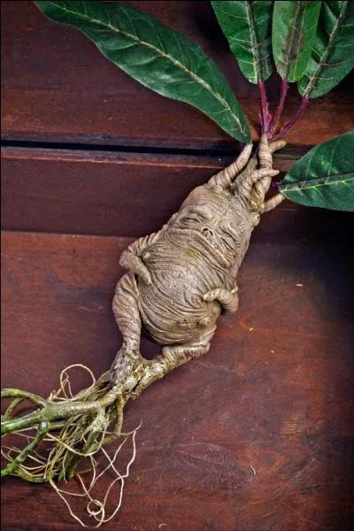 La mandragore existe-t-elle vraiment ?