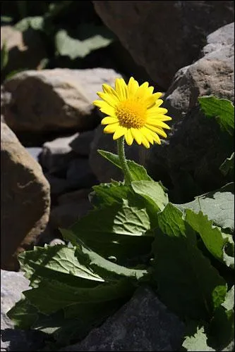Et cette fleur, pourriez-vous me donner son joli nom ?