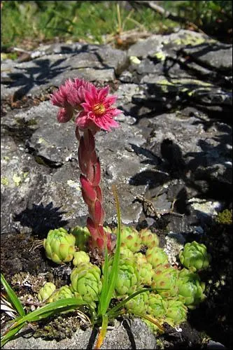 De quelle famille fait partie la joubarbe des montagnes ?