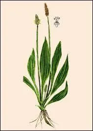 À quoi peuvent servir les feuilles de plantain ? (plusieurs réponses possibles)