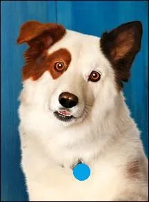 Comment s'appelle le chien ?