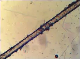Combien un homme brun poss&egrave;de-t-il de cheveux ? (environ ! )