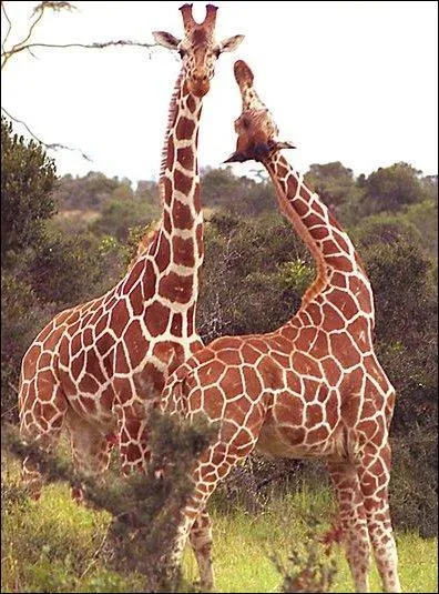 Combien p&egrave;se le c�ur d'une girafe ?