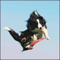 Manifester une énergie impressionnante, c'est "avoir le diable...".