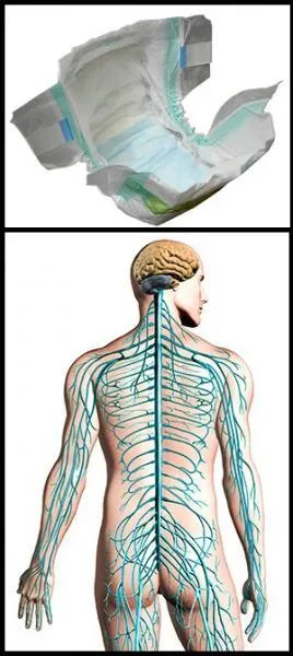 De quelle faculté ce Bernard très connu est-il diplômé ?