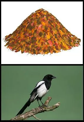 Dans quels domaines le Bernard en question ne s'est-il jamais illustré ?