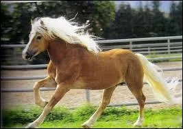 Quelle est cette race de cheval ?