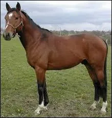 Comment s'appelle la robe de ce cheval ?