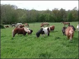 A partir de quelle taille un poney devient-il un cheval ?
