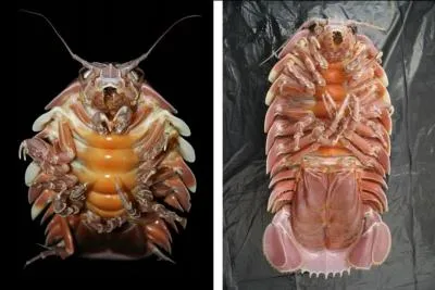 Trouvez le nom de cet animal.