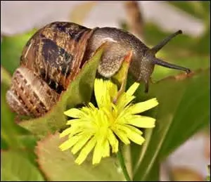 Parmi les animaux suivants, lequel n'est pas un mollusque ?