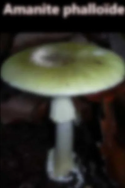 Quelle est la particularité de ce champignon ?