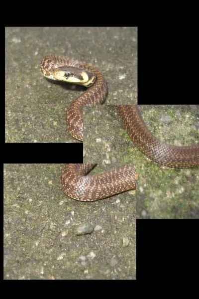 Quel est le nom de ce serpent de France ?