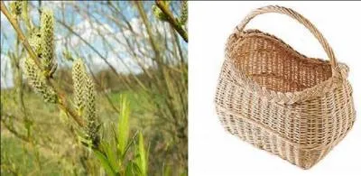 De quel arbre ces chatons proviennent-ils ?