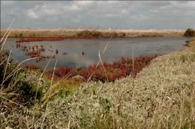 Elle est verte, puis devient pourpre. Quelle est la plante emblématique de Noirmoutier ?