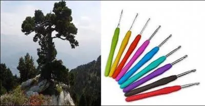 Quel est le nom de cette variété alpine ?