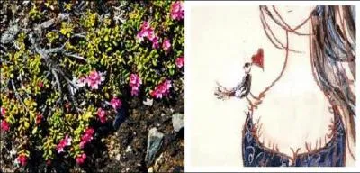 De qui cette plante, variété d'azalées naines, porte-t-elle le nom ?