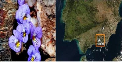 Si je vous dis que cette violette se trouve dans la sierra Nevada, où irez-vous la cueillir ?