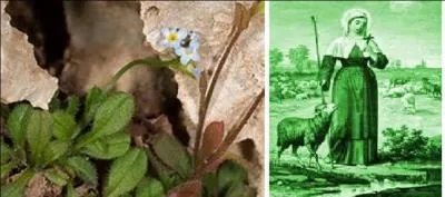 Cette jolie fleur bleue, myosotis de Crète, porte le nom d'une bergère, sainte, martyre, née dans le Berry.