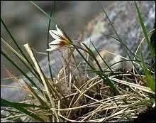 Ce lys modeste, mais délicat, pousse sur la colline enneigée d'un pays dont la capitale est Cardiff.
Sur quelle presqu'île irez-vous le cueillir ?