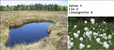 Dans cette tourbière vosgienne, que voyez-vous au tout premier plan, sur la gauche ?