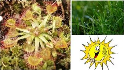 De l'espèce des droséras, on appelle cette plante des tourbières, le rossolis ou encore -----.