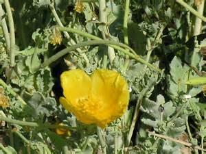 Quiz Plantes