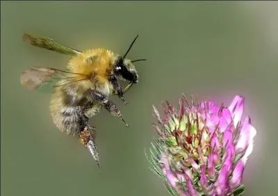 Lequel d'entre eux porte un dard ?