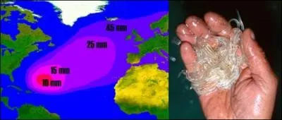 Les anguilles europ&eacute;ennes se donnent rendez-vous de l'autre c&ocirc;t&eacute; de l'Atlantique pour se reproduire. Dans quelle mer, la seule au monde qui ne soit pas entour&eacute;e de c&ocirc;tes, se rendent-elles ?