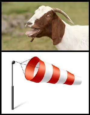 Quelle émission ce George(s) a-t-il présentée ?