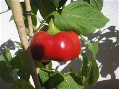 Ratatouille ! Quels fruits poussant entre juin et octobre y mettrez-vous ?