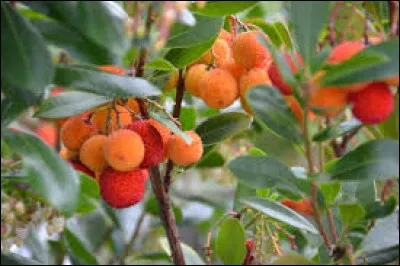 Avec quelle baie charnue, rouge, acidulée récoltée plutôt en fin d'automne, la bière corse est-elle parfumée ?