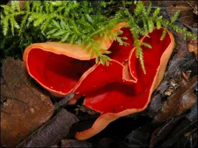 Quel est ce champignon comestible que vous trouvez en février ?