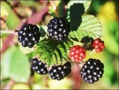 Que ne mangerez-vous pas en mai ?