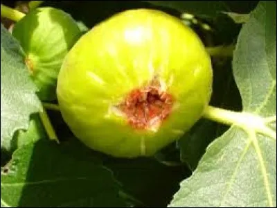 Quel fruit fera votre régal en septembre ?