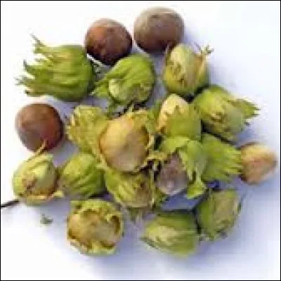 Quand ne pourrez-vous récolter la noisette ?