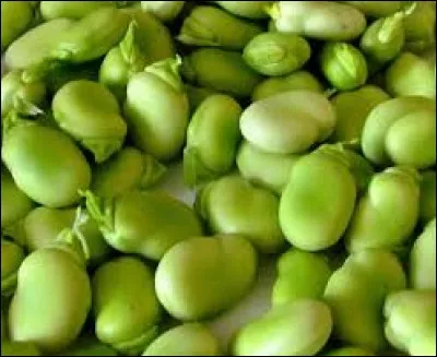 Ah, ah, ce fruit à la croque-sel ! Quand ne mangerez-vous pas les fèves de cette façon-là ?