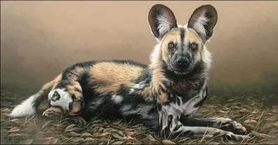 Quel est ce canidé qui vit dans les steppes et savanes africaines ?