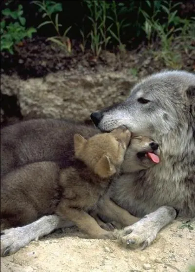 La photo est là, juste pour décorer. Qu'est-ce qu'un louvard ?