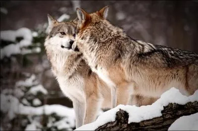Retrouvez les deux loups du roman de Renart :